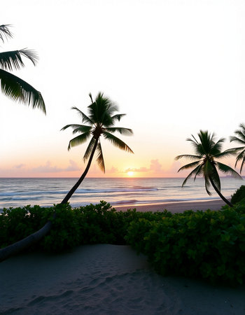Palm trees on the beach at sunset, Seychelles