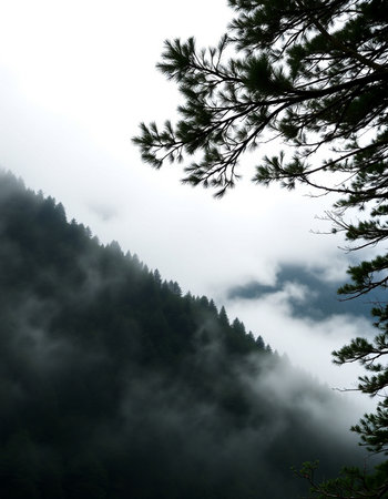 Misty mountain landscape with pine trees and fog in the foreground.