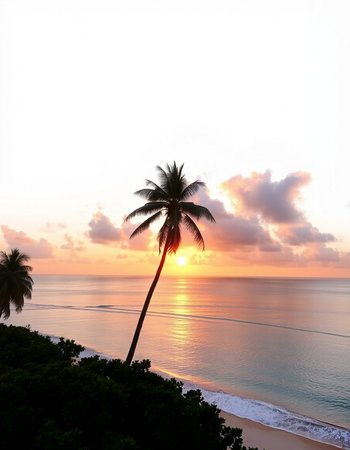 Palm tree silhouette on the beach at sunrise, Seychellesの写真素材