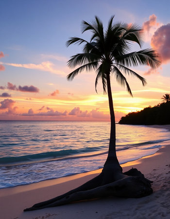 Palm tree on the beach at sunset, Seychellesの写真素材