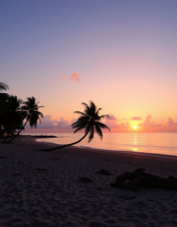 Silhouette of coconut tree on the beach at sunrise time.の写真素材