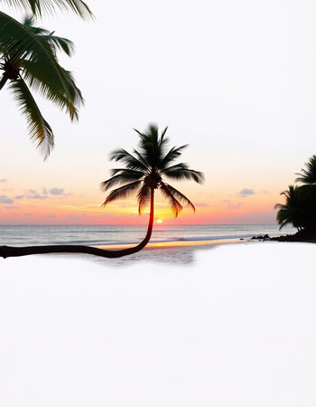 Silhouette of palm trees on a tropical beach at sunset.の写真素材