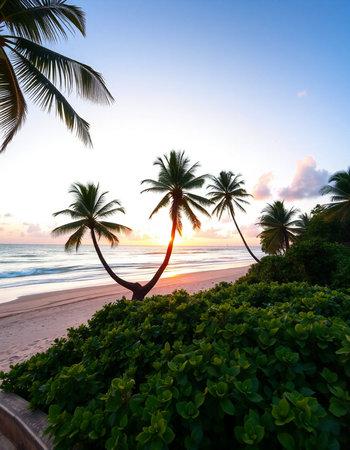 Coconut palm tree on the beach at sunset, Seychelles