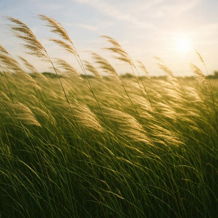 Grass flower in the meadow at sunset. Nature background.