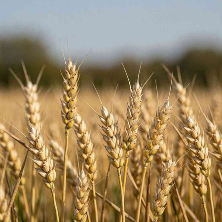 Ears of wheat on a wheat field. Close-up.