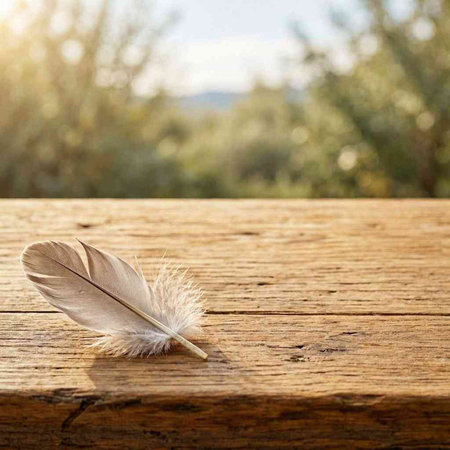 feather on a wooden table in front of an olive grove