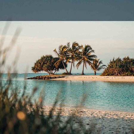 Coconut palm trees on a tropical beach in Dominican Republic.