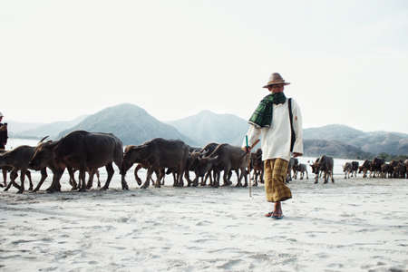At Selong Belanak Beach, Lombok , Indonesia.
Man with his buffalosの写真素材