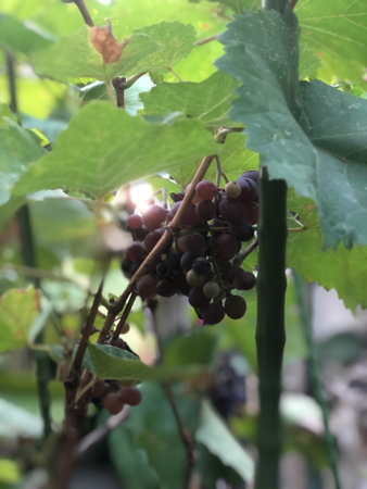 Grapes on the vine in the garden. Selective focus.の写真素材