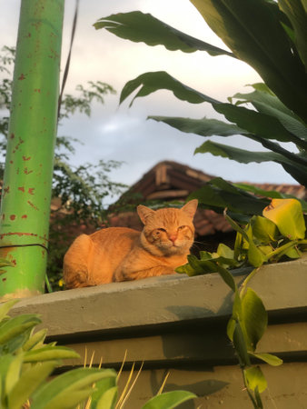 Cute cat sitting on the terrace of a house with green plantsの写真素材