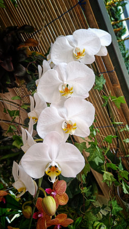 Close up of White Phalaenopsis Orchid Flowers blooming in the gardenの写真素材