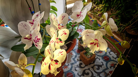 White Cymbidium Orchids with pink accents blooming in shinyの写真素材