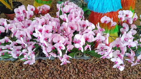 Pink and white Dendrobium Orchid flowers for decoration home gardenの写真素材