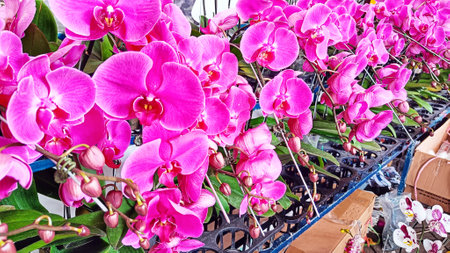 Pink Violet phalaenopsis orchid flower with lush petals bloom in the gardenの写真素材