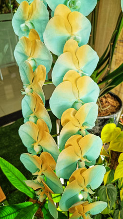 Close up of the orange torquoise Phalaenopsis  Orchid Flowers blooming in the gardenの写真素材
