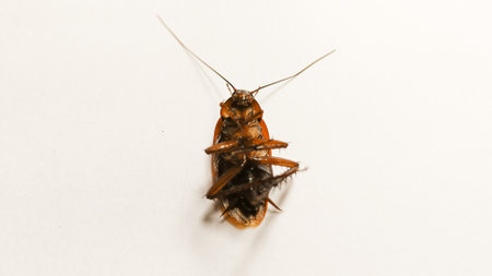 Dead Cockroach Insect Isolated on a White background