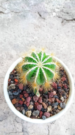 Green color cactus plant in white pot on gray grunge texture backgroundの写真素材