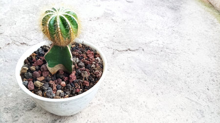 Beautiful cactus plant in white pot on gray grunge texture background with Copy Space For Textの写真素材