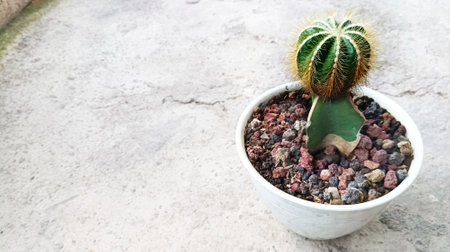 Beautiful cactus plant in white pot on gray grunge texture background with Copy Space For Textの写真素材