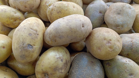 Close Up fresh raw potatoes just harvested from agricultureの写真素材