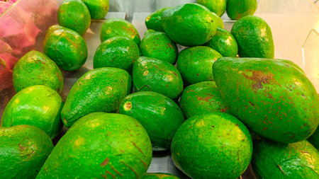 Fresh green Avocados fruit are harvested from the gardenの写真素材