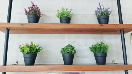 Fresh green plants in pots placed on wooden shelves for home decorationの写真素材