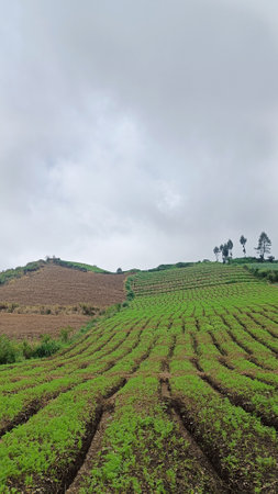 vegetable farming land at the foot of the hill, copy space for textの写真素材