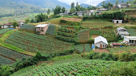 Panoramic of house in middle of vegetable plantations terraced at the foot of the mountainの写真素材