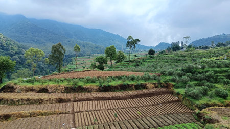Beautiful of fertile land for plantations with mountain and blue sky in the backgroundの写真素材
