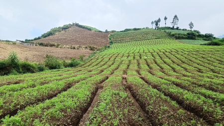 green vegetable farming land at the foot of the hillの写真素材