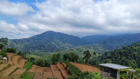Beautiful Landscape of vegetable plantations terraced at the foot of the mountainの写真素材