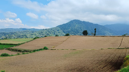 Landscape of fertile land for plantations under the foot of the mountain with a blue sky in the backgroundの写真素材