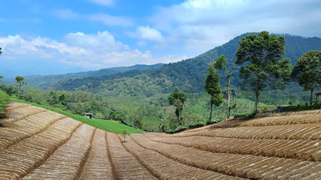 Landscape of vegetable plantation with unique planting patterns at the foot of the mountain and blue sky backgroundの写真素材
