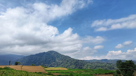 Landscape view of green vegetable plantation with mountain background and blue skyの写真素材