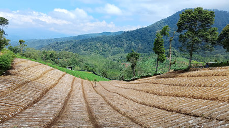 Landscape vegetable plantation landscape with unique planting patterns under the foot of the mountainの写真素材