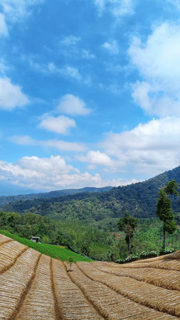 vegetable plantation landscape with unique pattern and blue sky, copy space for storyの写真素材