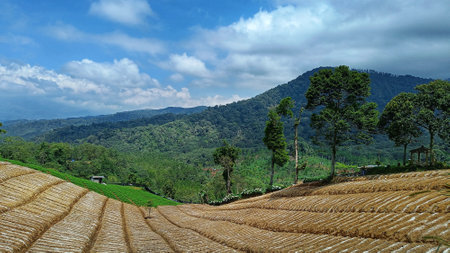 Beautiful vegetable plantation landscape with unique planting patterns under the foot of the mountainの写真素材