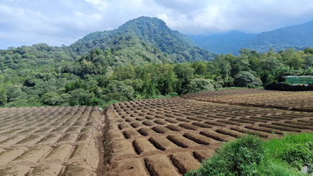 Landscape of fertile land for plantations under the foot of the mountain with a blue sky in the backgroundの写真素材