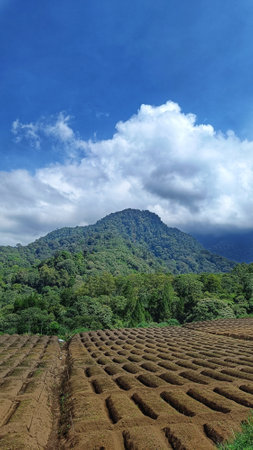 Landscape of fertile land for plantations under the foot of the mountain with a blue sky in the backgroundの写真素材