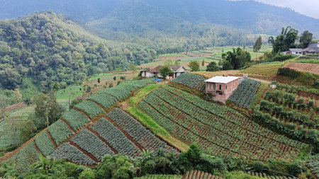 Landscape of vegetable plantations terraced at the foot of the mountainの写真素材