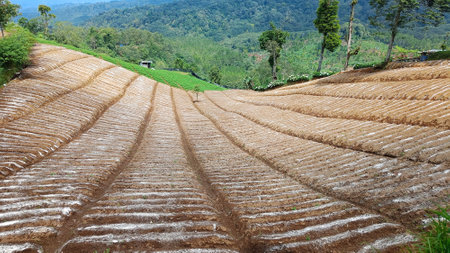 Landscape vegetable plantation landscape with unique planting patterns under the foot of the mountainの写真素材