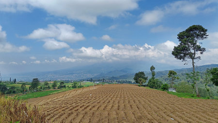 Scenery of fertile land for plantations with a blue sky in the backgroundの写真素材