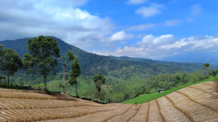 View of vegetable plantation landscape with unique planting patterns under the foot of the mountainの写真素材