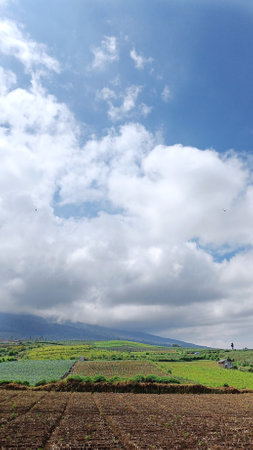 view of vegetable plantations at the foot of the mountain, copy space for storyの写真素材
