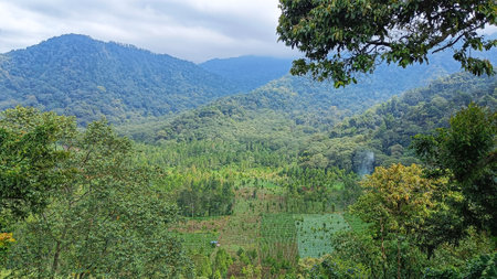 Landscape Mountain view with green forest and blue skyの写真素材