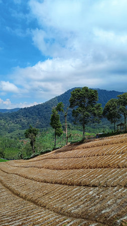 Beautiful vegetable plantation landscape with unique pattern and blue sky, copy space for storyの写真素材