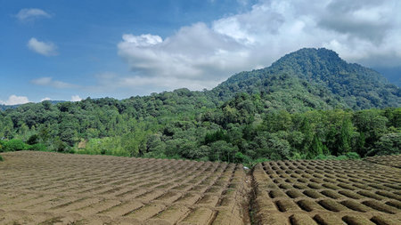 landscape of fertile land for plantations under the foot of the mountain with a blue sky in the backgroundの写真素材