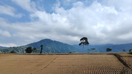 landscape of fertile land for plantations with mountain and blue sky in the backgroundの写真素材