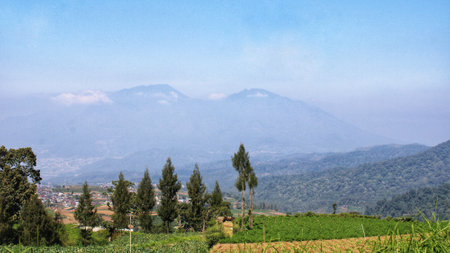 Landscape view of green plantation with mountain background and blue sky