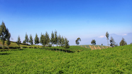 vegetable farming land at the foot of the hillの写真素材